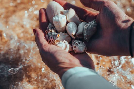 Shells in a persons hand.