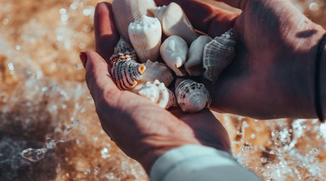 Shells in a persons hand.