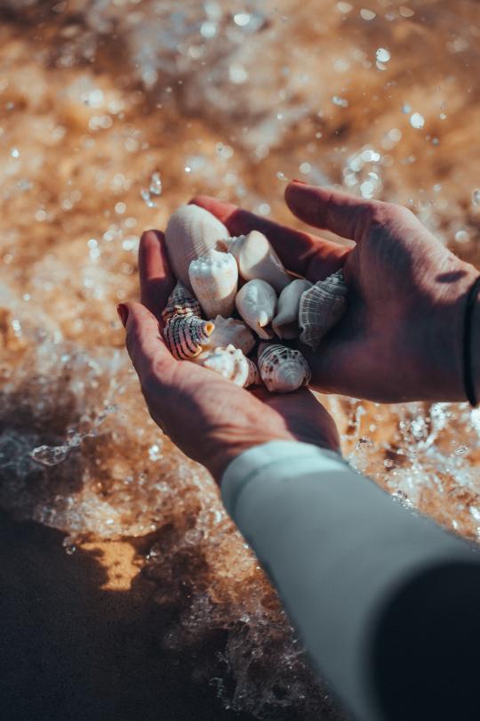 Shells in a persons hand.